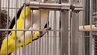 Smart Parrot Unlock his Cage