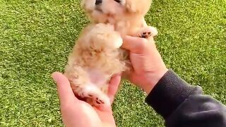 HOW WOULD YOU Rate this PUPPY  | Wholesome Moments