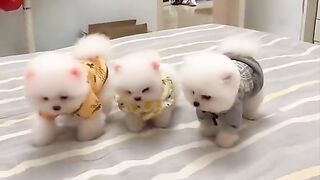 Cute and Funny Pomeranian Videos