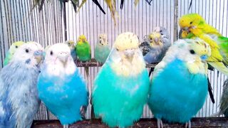 How Do Budgies Get Their Bright and Bold Colors? Nature’s Secret Revealed!