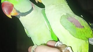 Raw parrots in the