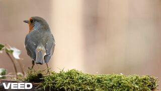 Bird’s Breakfast: A Serene Moment in Nature