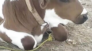 Cow baby 2