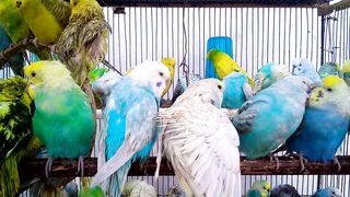 TheWorldofBudgies