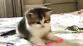 The Cutest Baby Cats Compilation 2