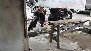 Chicken fight with mineral water bottle