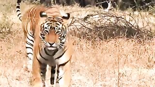 Tiger Mating ????????