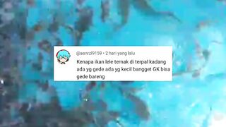 Pertumbuhan ikan lele jarang yang rata❗Apa strategi kalian untuk mengatasi hal ini❓