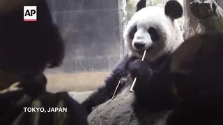 Giant pandas get emotional farewell in Japan before their return to China.