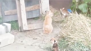 Two Tiny Orange Kittens Cry for Help on a Rainy Day