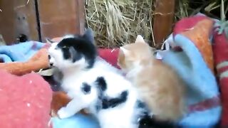 Two Tiny Orange Kittens Cry for Help on a Rainy Day 2