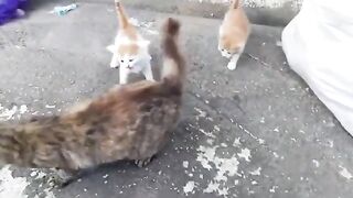 Two Tiny Orange Kittens Cry for Help on a Rainy Day 4