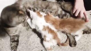 OUR FUNNY KITTENS 2