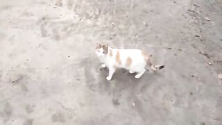 OUR FUNNY KITTENS. VIDEO 3