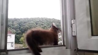 OUR FUNNY KITTENS. VIDEO 4