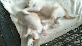 OUR FUNNY KITTENS. VIDEO 5