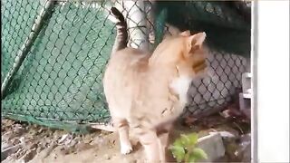 OUR FUNNY KITTENS. VIDEO  6