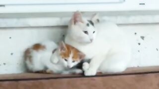 OUR FUNNY KITTENS. VIDEO 7