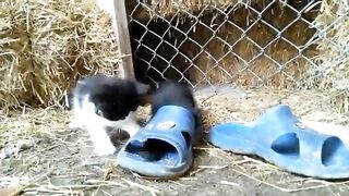 OUR FUNNY KITTENS. VIDEO  8