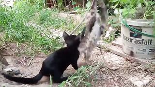 OUR FUNNY KITTENS. VIDEO 9