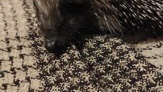 Hedgehog 3