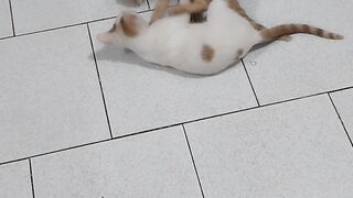 Cute kittens playing with each other