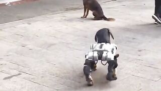 Robo dog