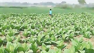 Bangladesh village senery on summer