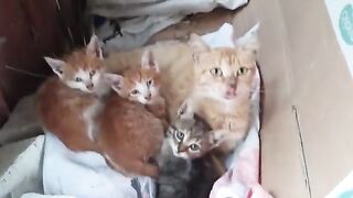 A Box Full of Cars, Roll Royce, Lamborghini, Ferrari, Porsche, Cat, Mclaren Bugatti, Mercedes