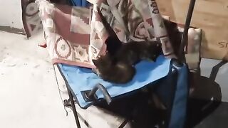 Cute baby kittens videos funny ##video #funny #baby #