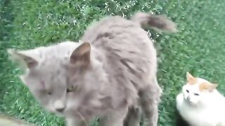 Cute Cats videos funny #funny #video #cute #