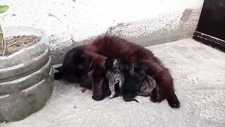 OUR CUTE KITTENS. VIDEO