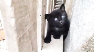 OUR CUTE KITTENS. VIDEO 2