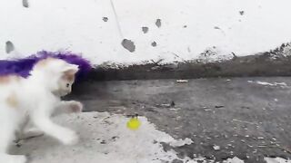 Kitten's cute funny video