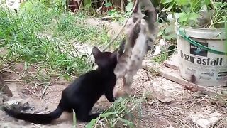 Cute cats funny 3