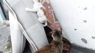 Funny baby cats mother cat