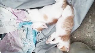 Baby kittens cute