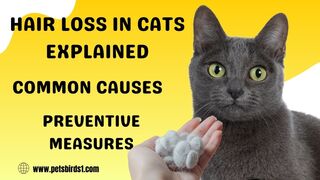 Top Causes of Hair Loss in Cats and How to Address Them