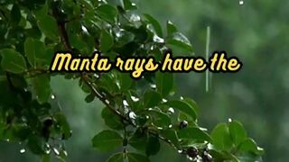 Animal Facts        Manta Rays          #shorts