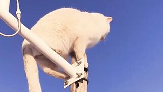 Compilation of funny cat meme videos