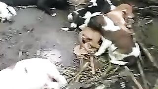 Anak anjing yang sangat menggemaskan