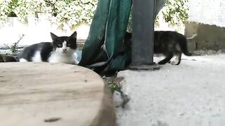 Little Kittens playing wildly without caring about.