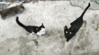 Cats Fightig because they can't share the same Food.