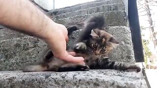 OUR CUTE KITTENS. VIDEO 1