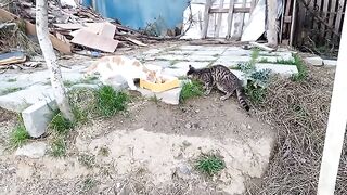 OUR COOL KITTENS. VIDEO  58