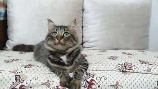 OUR COOL KITTENS. VIDEO  60