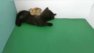 The kitten met the chicks