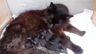 OUR COOL KITTENS. VIDEO 2