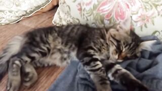 OUR COOL KITTENS. VIDEO  63