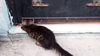 OUR COOL KITTENS. VIDEO 64